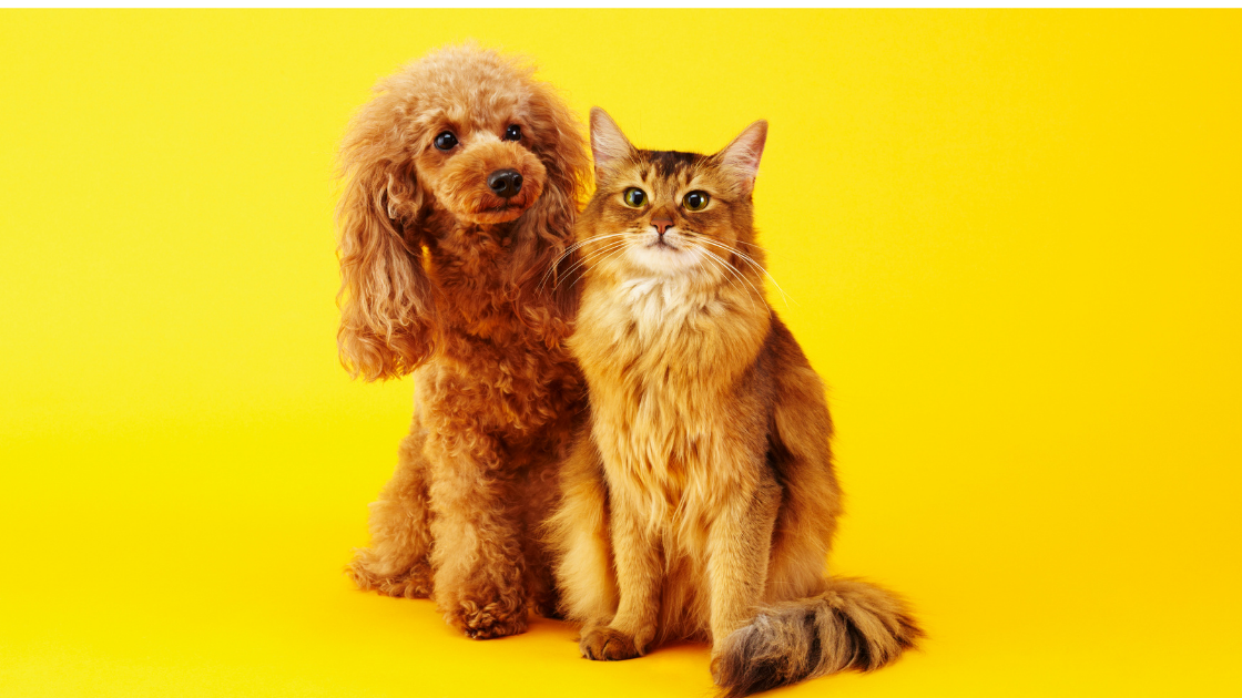 cat and dog banner